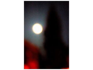Marilyn Nosewicz; Moon Tree Color Photograph, 2012, Original Photography Color, 11 x 14 inches. Artwork description: 241          Moon Tree Color Photograph       ...