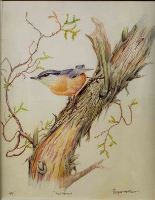 Roger Farr; Nuthatch, 1999, Original Watercolor, 12 x 14 inches. Artwork description: 241 The influence by Fenwick Landsdowne is clearly evident in this painting! He sent me a limited edition print to encourage me to pursue my interest in wildlife painting, I will always be grateful for that. Prints are available at $80. 00 each....