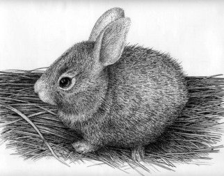 Rens Ink; Bunny, 2008, Original Drawing Pen, 14 x 11 inches. 