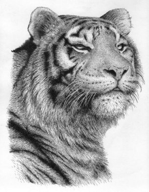 Rens Ink; Tiger, 2008, Original Drawing Pen, 11 x 14 inches. 