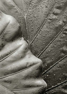 Ron Guidry; Leaves, 2010, Original Photography Black and White, 6.4 x 9 inches. 