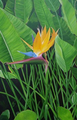 Steven Fleit; Bird Of Paradise, 2019, Original Painting Acrylic, 24 x 36 inches. Artwork description: 241 A beautiful flower found along a path bordering the ocean in South Beach, Miami, Florida. ...