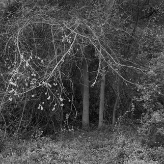 Steven Brown; Arc Of The Tree, 2012, Original Photography Black and White, 16 x 16 inches. Artwork description: 241   trees, black & white, nature, fine art, fine art photography,   ...