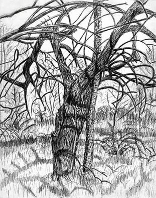 Keith Thrash; Mock Orange, 1981, Original Drawing Pencil, 14 x 17 inches. Artwork description: 241  Early drawing of unique mock orange on river bottom land west of Demopolis. ...
