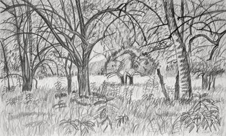 Keith Thrash; Trees By A Field, 1981, Original Drawing Pencil, 18 x 13 inches. Artwork description: 241  Mock orange grove on riverbottom land west of Demopolis. ...