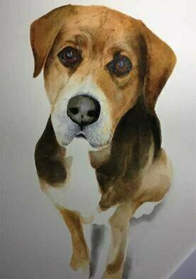 John Tooma; Study Of Sam, 2015, Original Drawing Gouache, 20 x 30 cm. Artwork description: 241 This lovely dog belongs to my friend Kim s niece, Sam passed away and this piece is in memory of this gentle creature. ...