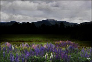 Wayne King; Dusk On The Franconia Ran..., 2012, Original Photography Color, 20 x 13.5 inches. Artwork description: 241  Dusk on the Franconia Range in the White Mountains of New HampshireLupine field in Sugar Hill, NH with the Franconia Ridge in the background. ...