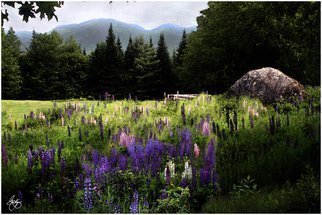 Wayne King; Lupine In The Shadow Of C..., 2008, Original Photography Color, 24.5 x 18 inches. Artwork description: 241   A field of lupine creates a peaceful mood in the shadow of Cannon Mountain in Franconia, NH. Only one original of this image is created, signed, dated and with a certificate of authenticity. The image is used for creation of an open edition but otherwise archived and ...