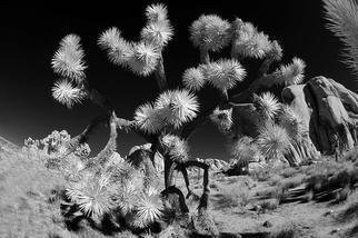 Wayne Quilliam; Desert, 2012, Original Artistic Book, 30 x 20 inches. Artwork description: 241  Australian Aboriginal photographic art inspired by the landscape of the traditional owners in Joshua Tree ...
