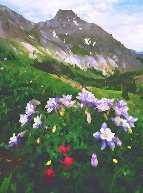 Steve Tohari; Columbine 1, 2018, Original Photography Color, 16 x 20 inches. Artwork description: 241 Columbine, San Juan Mountains above Ouray, Colorado. Columbine, Colorado, Ouray, San Juan Mountains, wildflowers, Yankee Boy Basin...