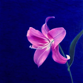 Artur Pashkov: 'night lily', 2019 Oil Painting, Floral. Artist Description: Original oil painting on canvas using high quality oils. I use objects from real life and use them as basis for my art to make a painting. ...