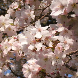 Alison Gracie: 'Light Pink Tree Blossom', 2012 Digital Photograph, Floral. Artist Description: Light pink tree blossom close up. ...