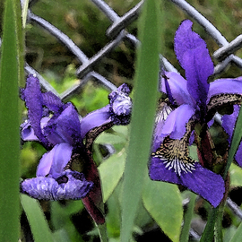 Linda Tenenbaum: 'Iris Ecstasy', 2007 Other Photography, Floral. Artist Description:  Beautiful Irises grow against a chain link fence in the park.The deep colors in this giclee print bring the flowers to life again. ...