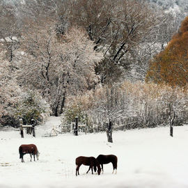 Tammy Gatten: 'First Snow', 2007 Color Photograph, Landscape. Artist Description:  The first snow on orange trees in the mountains of New Mexico, with grazing horses. ...
