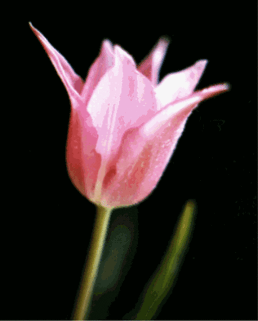 Artist Carole Atkinson. 'Pink Blush' Artwork Image, Created in 2000, Original Photography Color. #art #artist