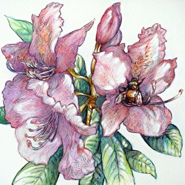 rhododendron and bumble bee By Austen Pinkerton