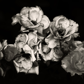 Katya Evdokimova: 'Roses', 2007 Black and White Photograph, Floral. 