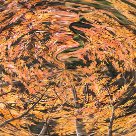 Bruno Paolo Benedetti: 'fall vortex', 2017 Digital Photograph, Abstract. Artist Description: Round shape like vortex with leaves and branches in brilliant brown and yellow  color with many shades and light on leaves. Colors of the fall. Single copy printed on Kodak Endura metallic paper, signed and numbered on the back.Keywords: shape, round, leaves, branches, fall, vortex, brilliant, light, ...