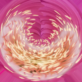 Bruno Paolo Benedetti: 'swirling shapes in pink vortex', 2017 Digital Photograph, Abstract. Artist Description: swirling abstract shapes on white background in pink vortex with many shades of pink. Limited edition on Kodak Endura metallic paper 1 of 1. Keywords pink, shades, shapes, swirling, vortex, white, yellow, abstract, geometric...
