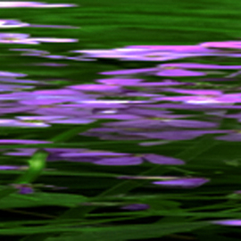 Bruce Panock: 'Wildflowers Abstract 1', 2010 Color Photograph, Abstract. Artist Description:      Abstract Image.Images are printed on archival papers with archival inks.Different sizes are available upon request.        ...