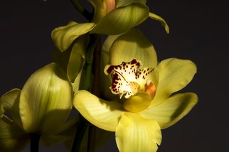 Bruce Panock: 'Yellow Orchis 1', 2009 Color Photograph, Floral.  A still life image.Images are pritned on archival papers with archival inks.Different sizes are available upon request.       ...