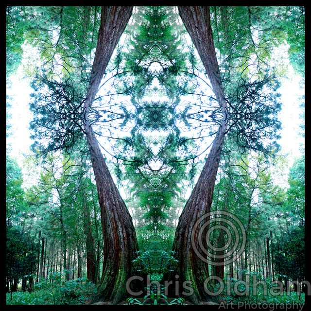 Chris Oldham  'Redwood Mystic', created in 2016, Original Photography Digital.
