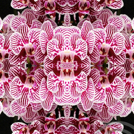 Zebra Orchid , Chris Oldham