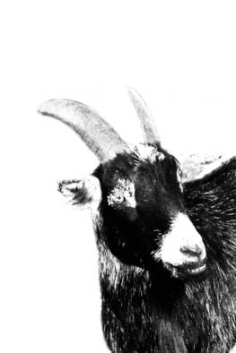Christy Park: 'Black Goat', 2014 Mixed Media Photography, Animals.             photograph, digital manipulation and print                                                         ...