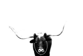 Christy Park: 'Ox', 2014 Mixed Media Photography, Animals.   photograph, digital manipulation and print                                               ...