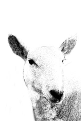 Christy Park: 'White Sheep', 2014 Mixed Media Photography, Animals.              photograph, digital manipulation and print                                                          ...