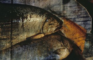 Claudia Nierman: 'Fishi news paper', 2003 Color Photograph, Abstract Landscape. 