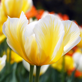 Yellow and White Tulips By Daniel B. Mcneill