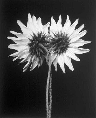 David Hum: 'sunflower twist', 2000 Silver Gelatin Photograph, Still Life. series of floral stills...