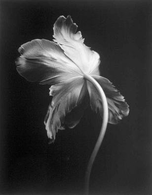 David Hum: 'tulip 1', 2000 Silver Gelatin Photograph, Still Life. series of floral stills...