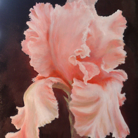 Pink Iris By Dana Dabagia