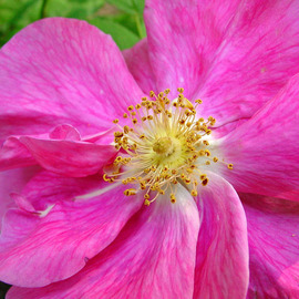David Bechtol: 'wild rose', 2007 Color Photograph, Floral. Artist Description:  Beauty from around the neighborhood ...