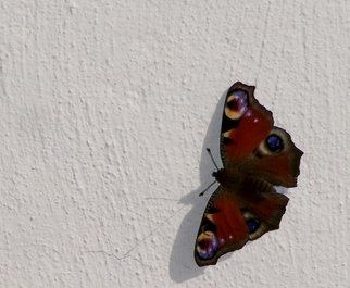 Paul Edwards: 'butterfly', 2017 Digital Photograph, Animals. Peacock butterfly on a textured wall. ...
