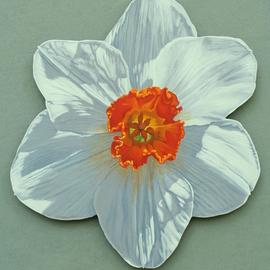 Stephen Fessler: 'Daffodil', 2013 Oil Painting, Floral. Artist Description:   A blossom in the Spring sun.      ...