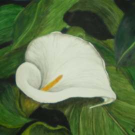 Calla Lily In Leaves, Eve Co