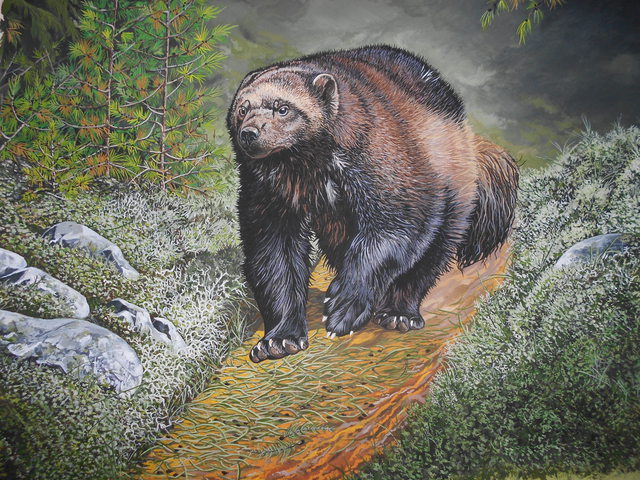 Artist Jeff Cain. 'Russian Wolverine' Artwork Image, Created in 2015, Original Painting Other. #art #artist