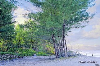Thomas Jewusiak: 'Beach Woods', 2007 Oil Painting, Beach. 
