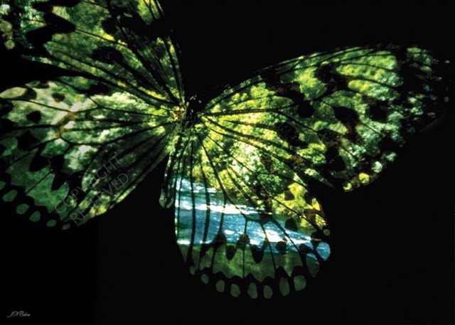 Artist John Neville Cohen. 'Butterfly Country' Artwork Image, Created in 2009, Original Digital Art. #art #artist