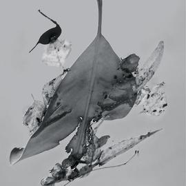 Luise Andersen: 'Abstract in Nature ENCHANTMENT AFLOAAT III', 2013 Black and White Photograph, Abstract. Artist Description:     Creatively engaged with this originally color photograph of floating' enchantments' . . the' torn' heart engaged' me. . .' . . . and worked on debris. . colors . . converted into black and white. . adjusted, until it was for my' eyes' perfect. . . is a four view image. . . each has other figures etc. . yet is from SAME. .. . is ...