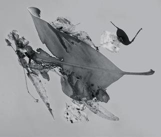 Luise Andersen: 'Abstract in Nature ENCHANTMENT AFLOAT I', 2013 Black and White Photograph, Abstract.   Creatively engaged with this originally color photograph of floating' enchantments' . . the' torn' heart engaged' me. . .' . . . and worked on debris. . colors . . converted into black and white. . adjusted, until it was for my' eyes' perfect. . . is a four view image. . . each has other figures etc. . yet is from SAME. .. . is a poem...