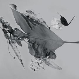 Luise Andersen: 'Abstract in Nature ENCHANTMENT AFLOAT I', 2013 Black and White Photograph, Abstract. Artist Description:   Creatively engaged with this originally color photograph of floating' enchantments' . . the' torn' heart engaged' me. . .' . . . and worked on debris. . colors . . converted into black and white. . adjusted, until it was for my' eyes' perfect. . . is a four view image. . . each has other figures etc. . yet is from SAME. .. . is ...