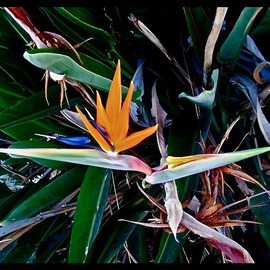Luise Andersen: 'BIRD OF PARADISE I', 2013 Color Photograph, Floral. Artist Description:  JULY 24,2013- . . they bloom in abundance next to the golden Day Lilies. .Had to take series of them too. .hmmm. . ...
