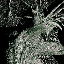 Luise Andersen: 'Echoes BETWEEN HERE AND TOMORROW I JulyTwtghtTwOTlve', 2012 Other Photography, Abstract. Artist Description:        * size for uploading purpose only* * SIZE UPLOADING PURPOSE PONLY . . . from Tree Root Of Mighty Tall Old Tree. . . is edited by me. . to bring forward what I saw . . and felt. . when taking this P{ photograph. . also converted most of hues into black and white. . . turned. . cropped. . to get to ...
