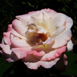 Luise Andersen: 'Enchnatment in Pink ROSE II', 2011 Color Photograph, Floral. 