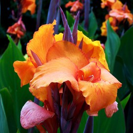 Luise Andersen: 'Exotic Canna Lily II', 2011 Color Photograph, Floral. Artist Description:  . . print not available at present. . size for upload purpose in my portfolio only. ...