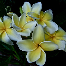 Luise Andersen: 'Exotic Flower PLUMERIA I', 2012 Color Photograph, Floral. Artist Description:      * * size for uploading purpose only  . . OR PLUMERA        in Hawai symbolic flower. . used in 'lei' . . head        ornate decos too. .this beauty grows in my friend Pauline' s Terrace Garden. Very prolific this year. .       ...